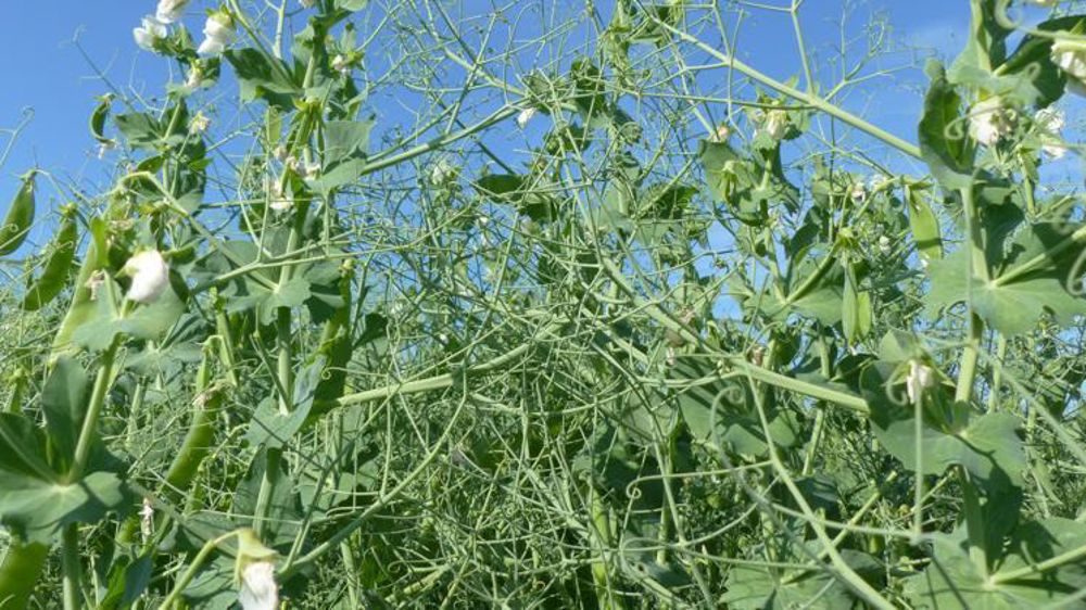 Pois Fresnel. © Agri-Obtentions